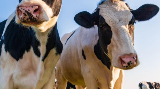 Happy Cows - Bovaer 10